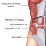 Как правильно делать упражнение «Планка»: варианты