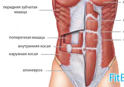 Как правильно делать упражнение «Планка»: варианты