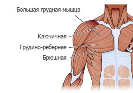 Комплекс эффективных упражнений на грудные мышцы в домашних условиях Упражнения на грудные мышцы